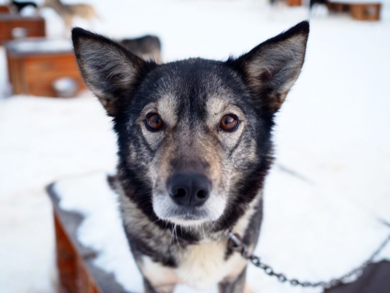 Dogsledding at Holmen Husky Lodge in Northern Norway